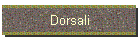 Dorsali